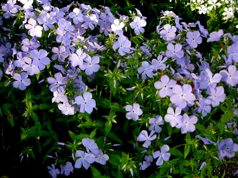 div.BLUE MOON div.BLUE MOON